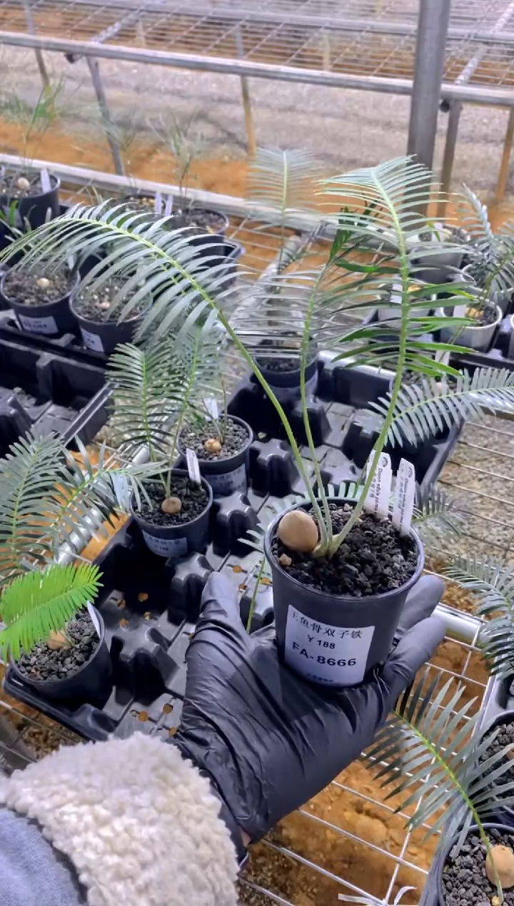 【闪购商品】王鱼骨双子铁FA-8666