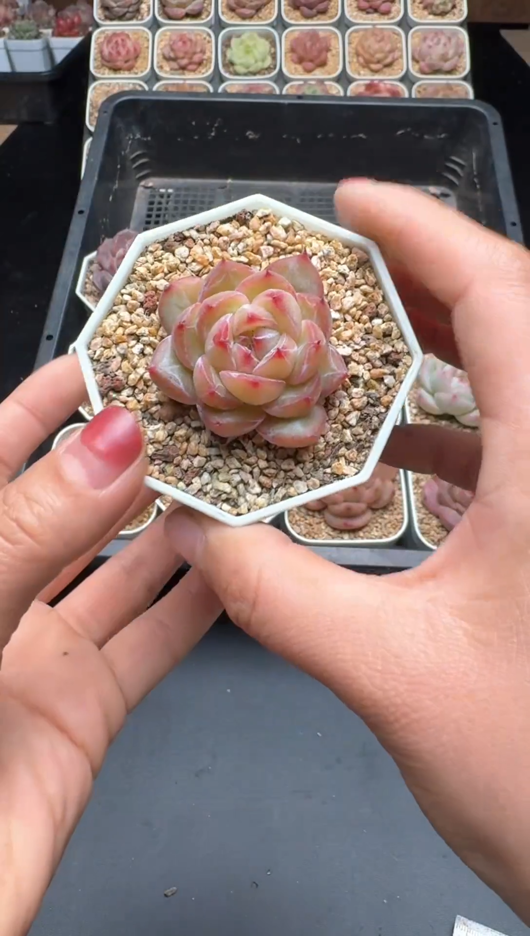 【闪购商品】979号 珍妮杂交多肉 花卉植物