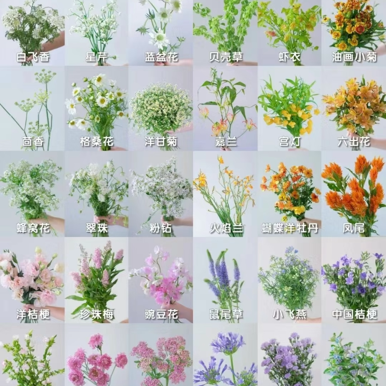 （闪闪）严选草花现场挑选