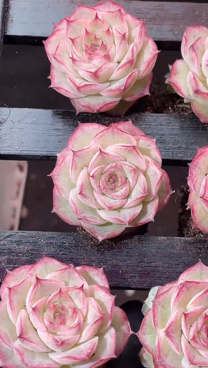 6-5 女妖女王3-4厘米量拍发一颗