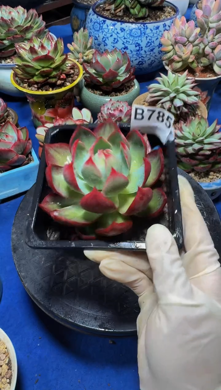 B785惊鸿仙子-（裸根发货）