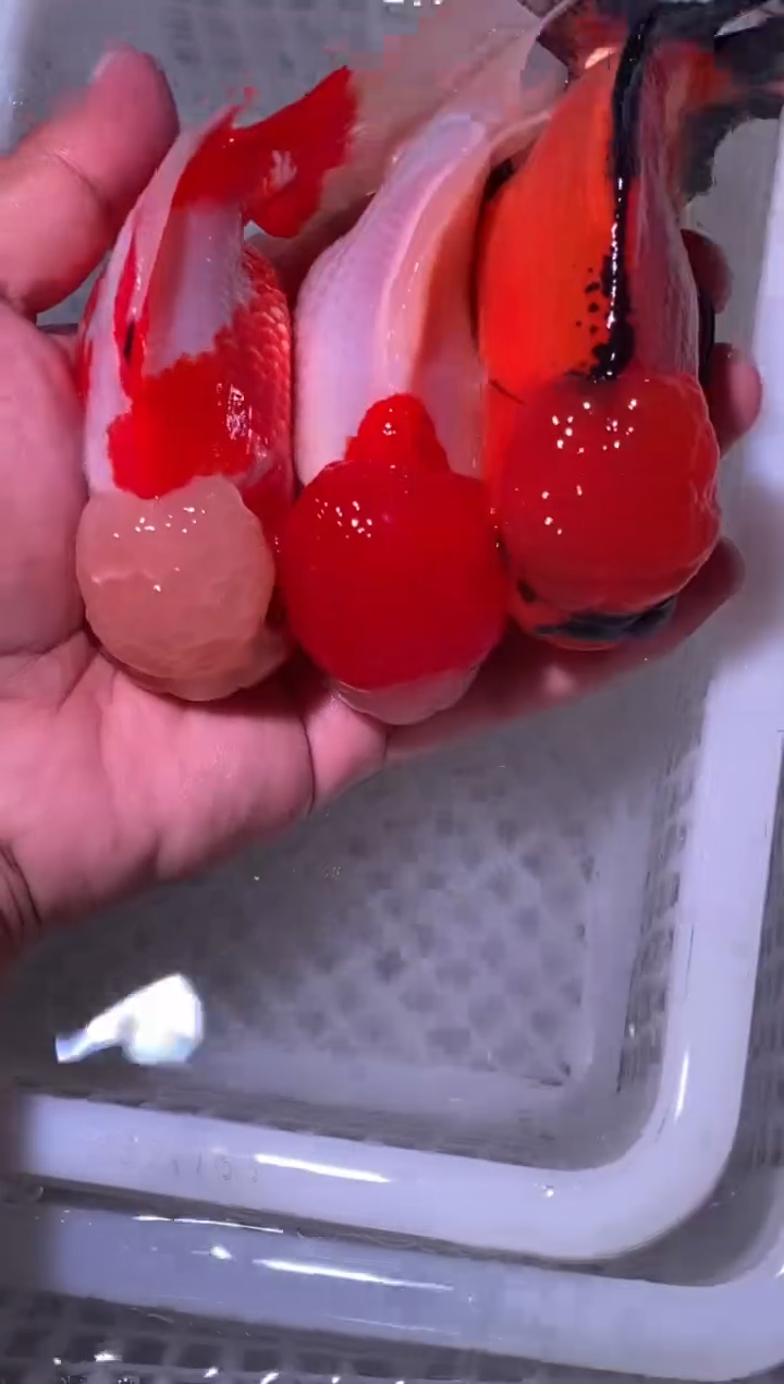 金鱼无开箱视频不售后金鱼冷水鱼