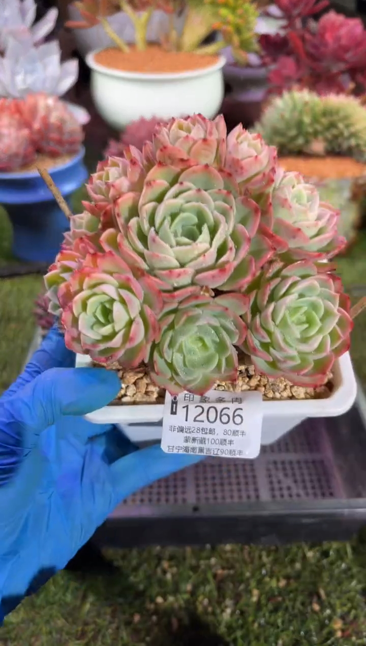 【闪购商品】12066