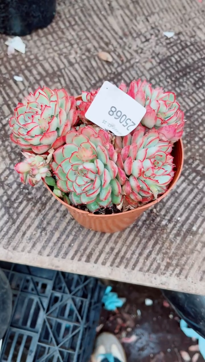 正*意跃跃精品多肉25068