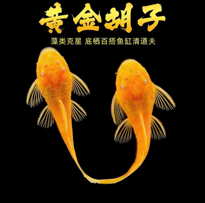  清缸小胡子2厘米左右