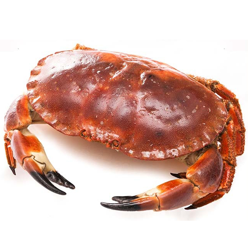 鲜活面包蟹（带黄）500g±50g/只