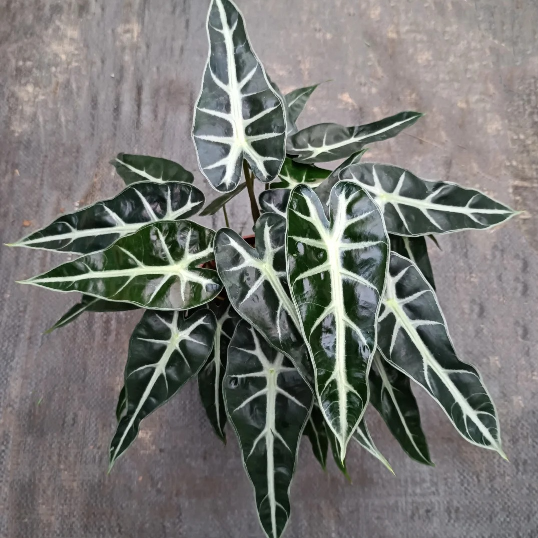 小仙女海芋盆栽办公室网红耐阴热带观叶桌面绿植净化空气