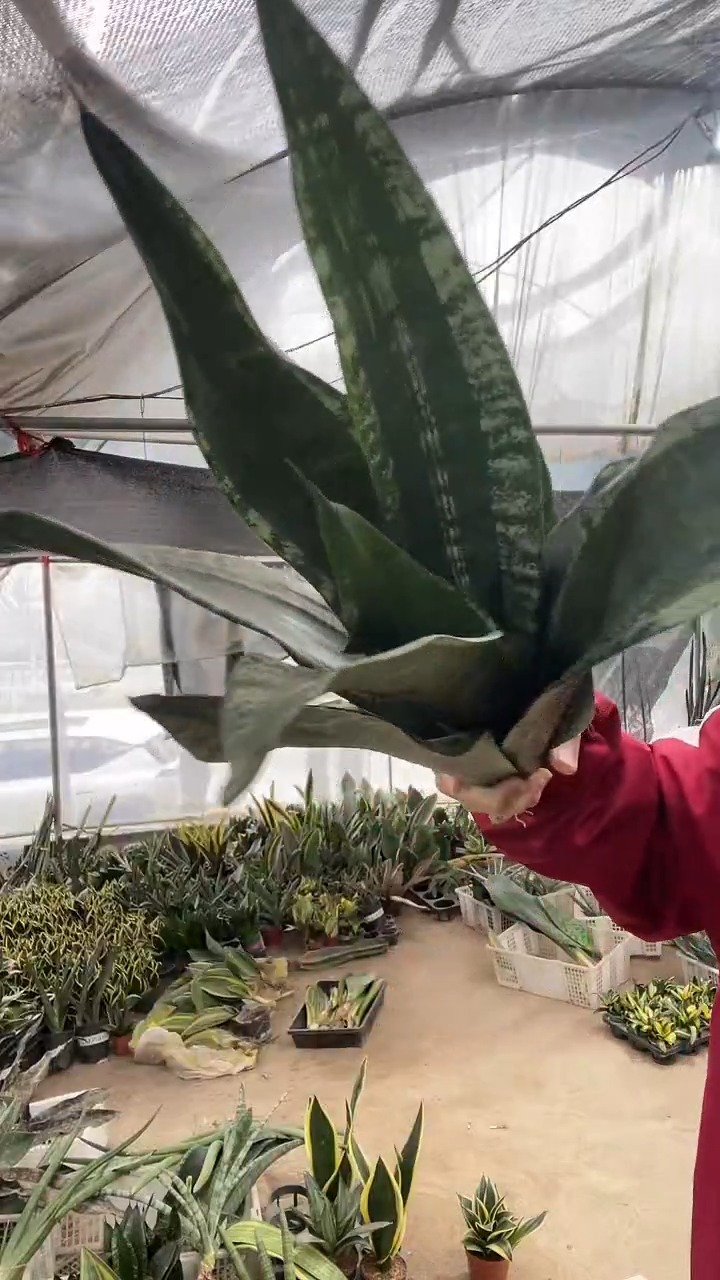 繁星母本裸根16.8