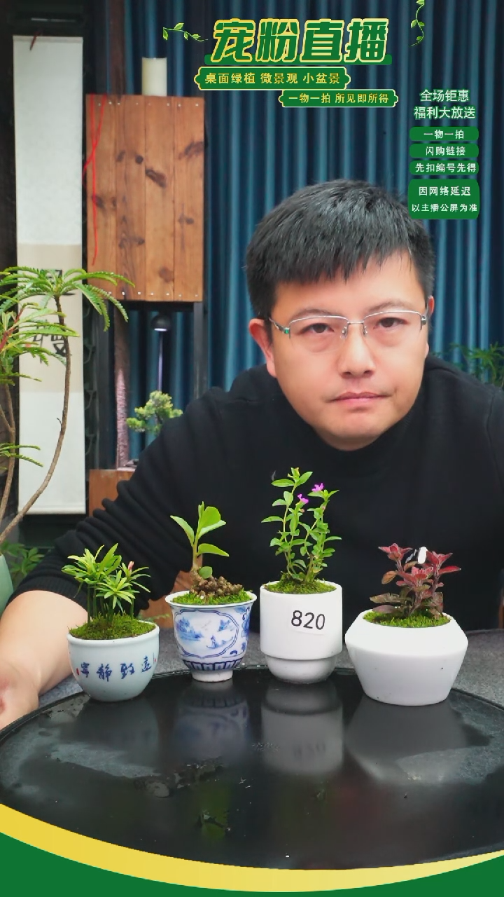 无花朵苔藓微景观820号