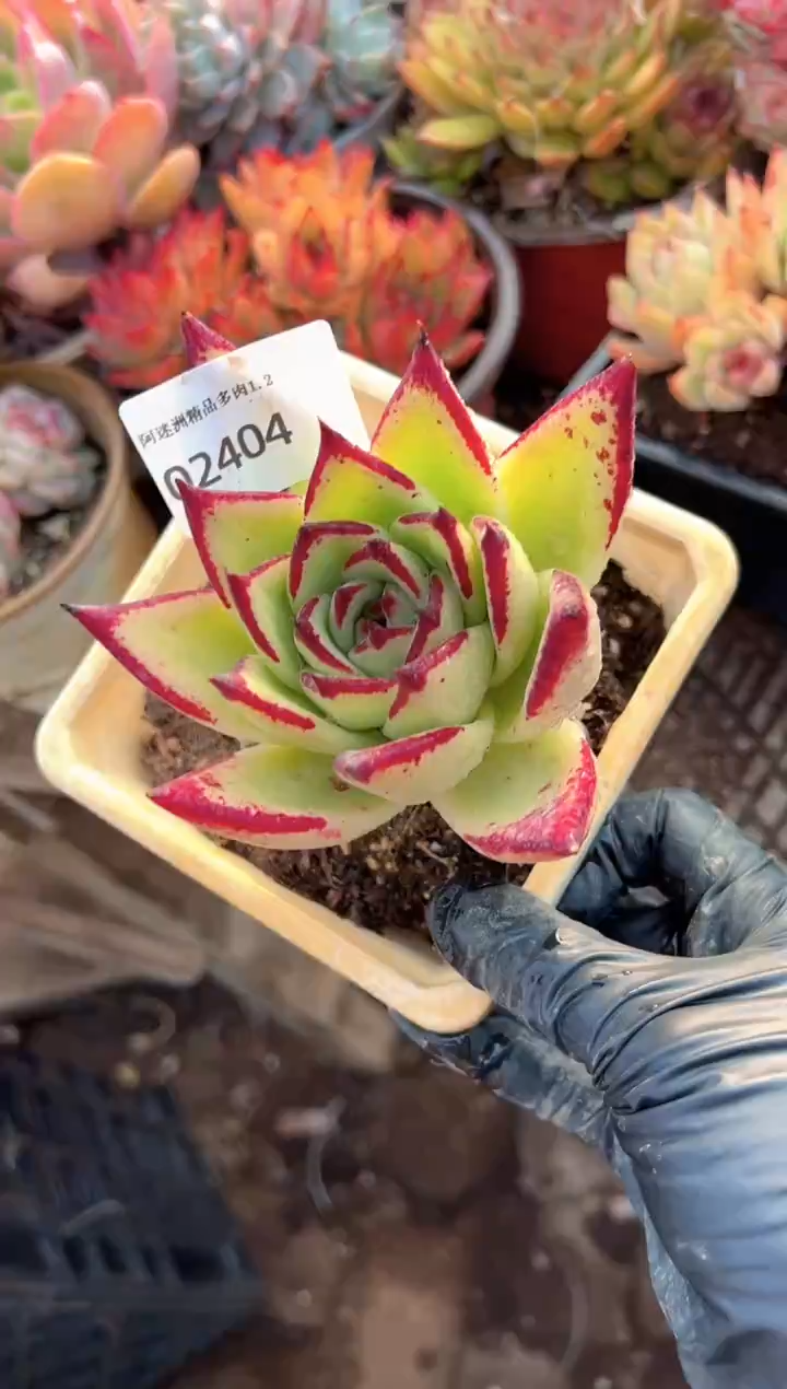 用****1多肉植物一物一拍02404