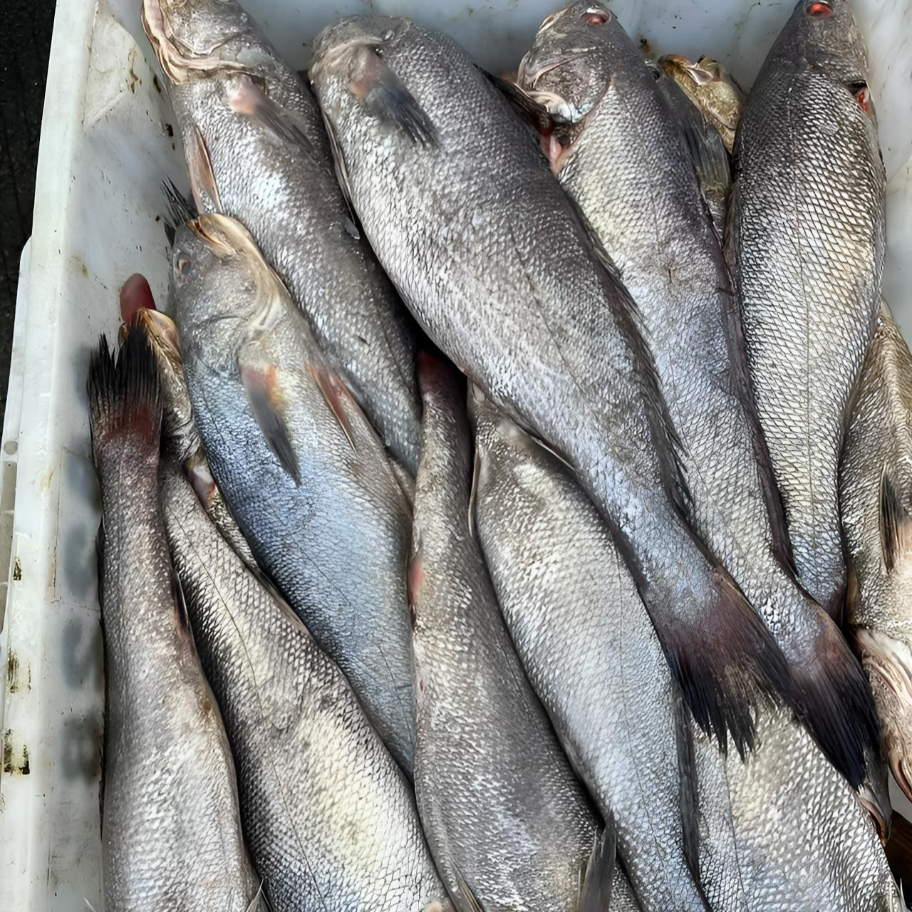 野生米鱼【四斤】规格以直播为标准锁鲜发货