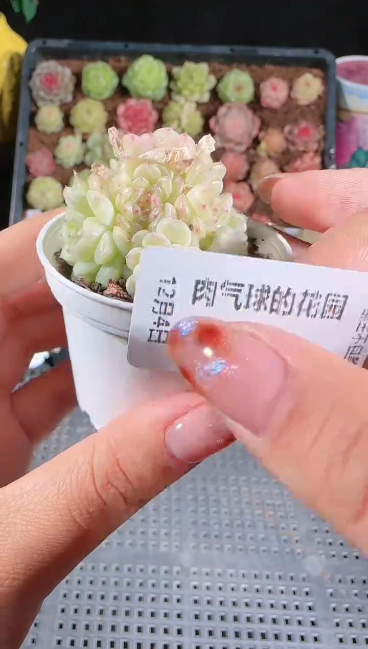 104-423菠萝23-4多肉群生不包整