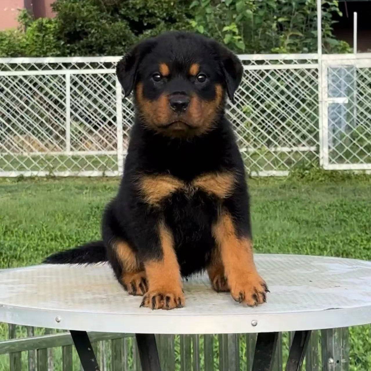 罗威纳小奶狗纯种幼犬狗送货上门德系大头版家庭犬团购护卫犬活物