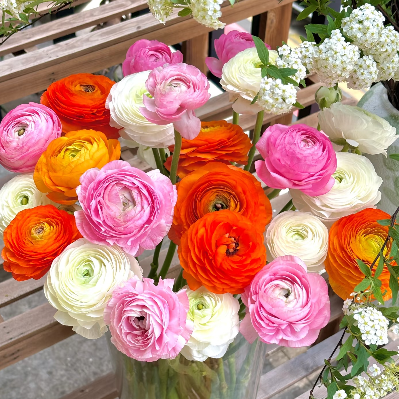 （牛家甄选）AA级混色洋牡丹 云南基地现采现发 一单也包邮