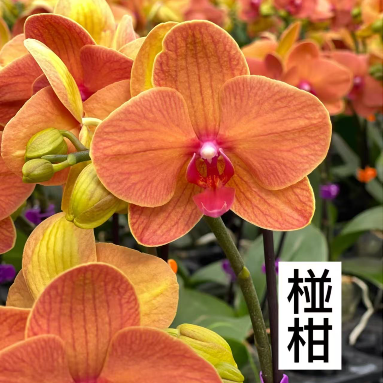【椪柑】蝴蝶兰~~高档、美观室内花卉