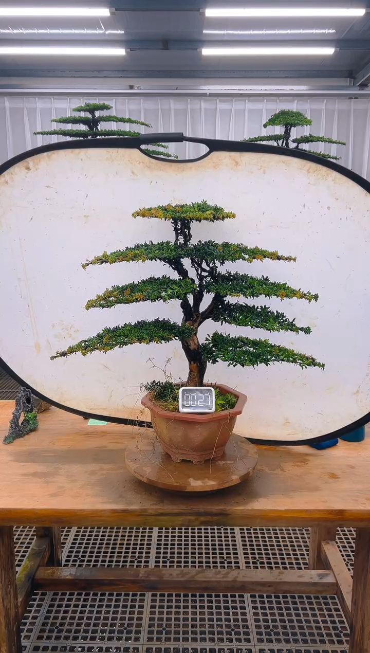 无花朵精品盆景直播间一物一拍