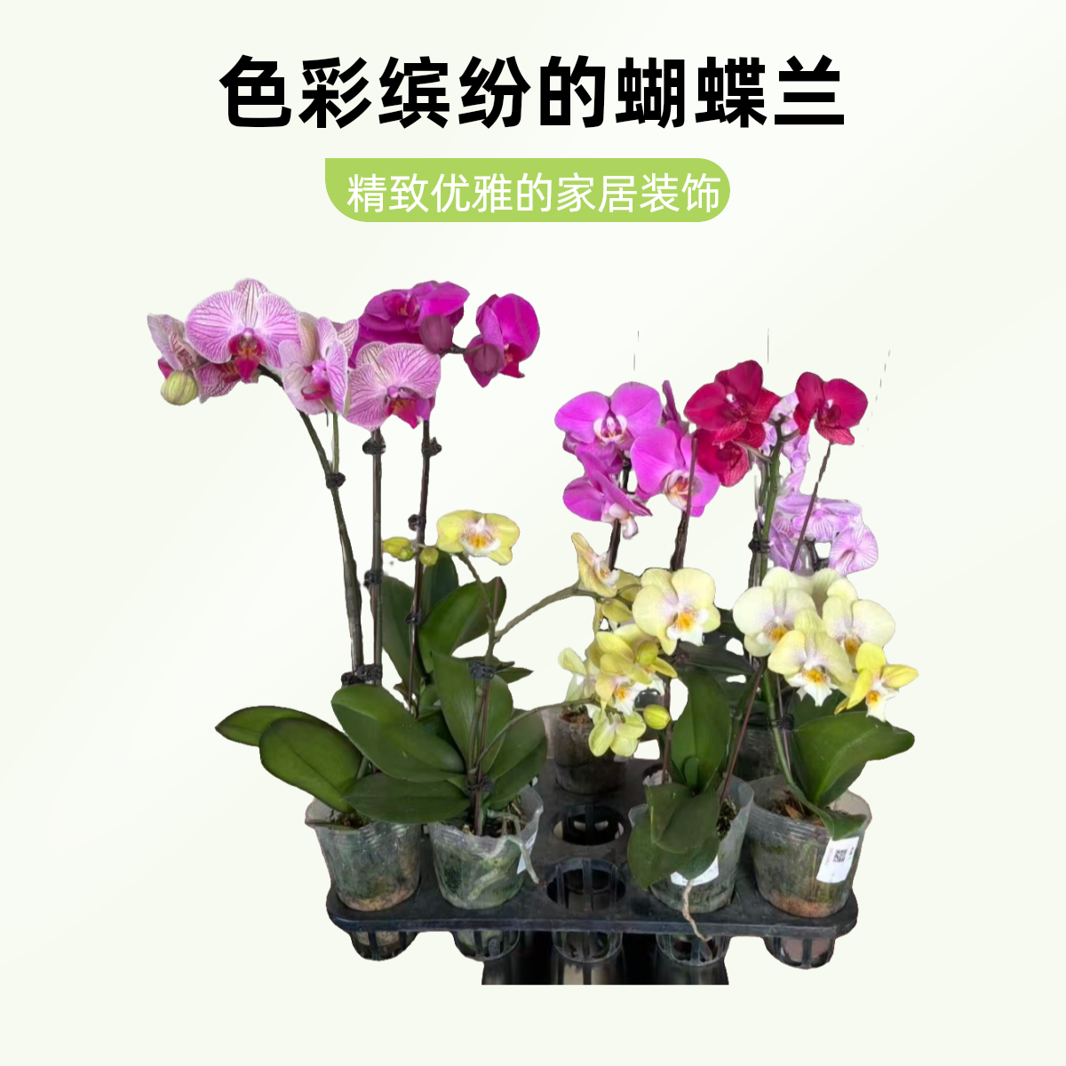 18元蝴蝶兰  品种随机  带原杯原土发货  满100延吉市内免费送货到家 