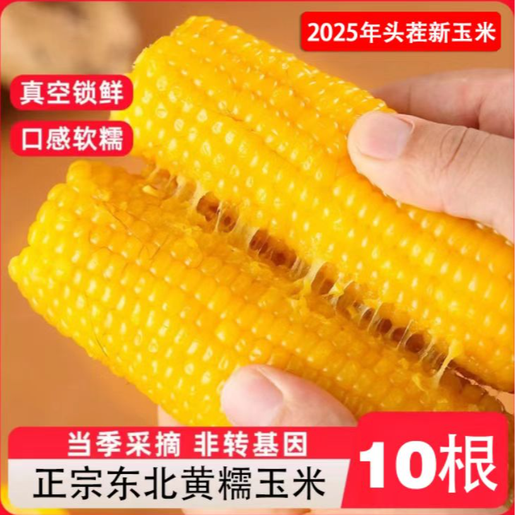 【10根大果5斤】东北黄糯玉米甜糯软香甜～活动倒计时1天（试吃3根）