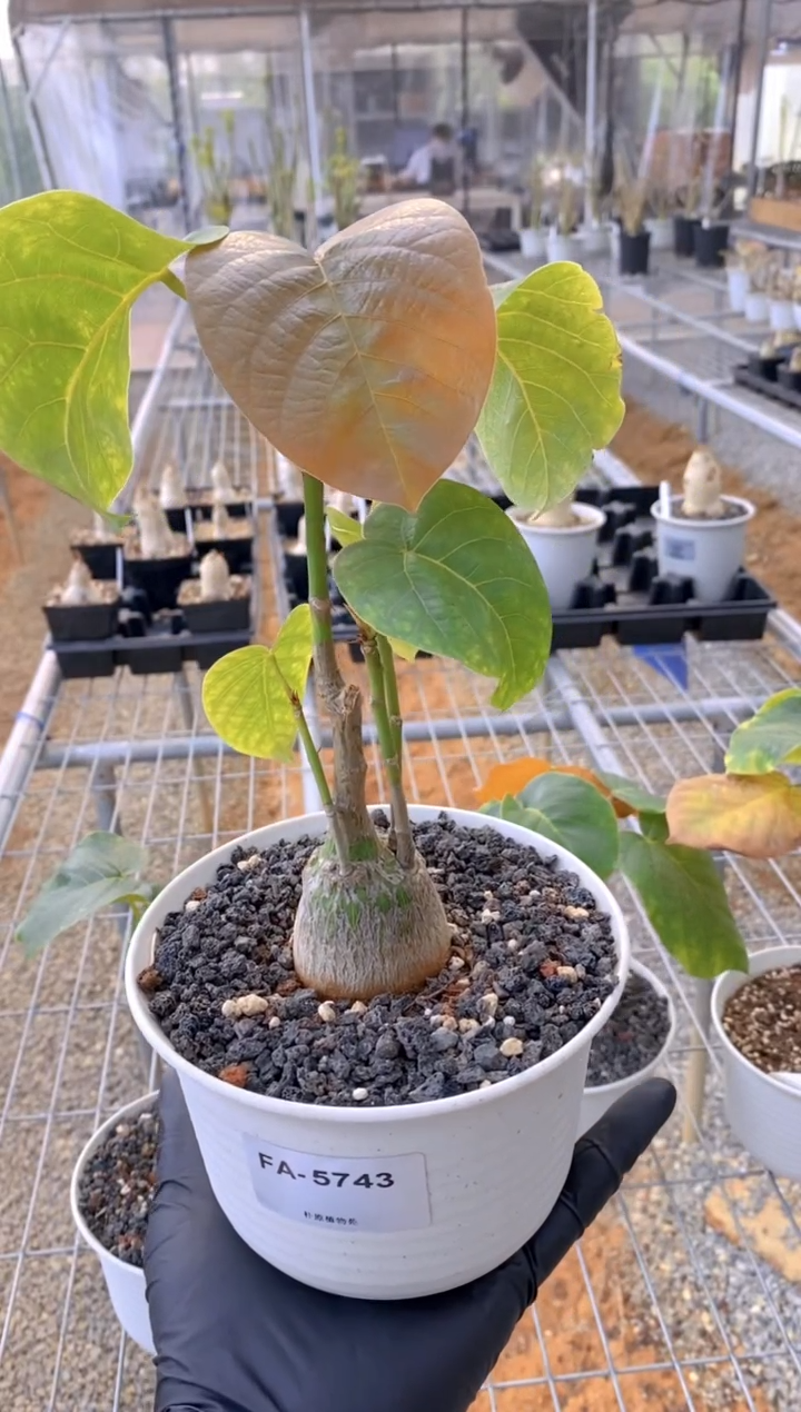 【闪购商品】龟甲木棉FA-5743