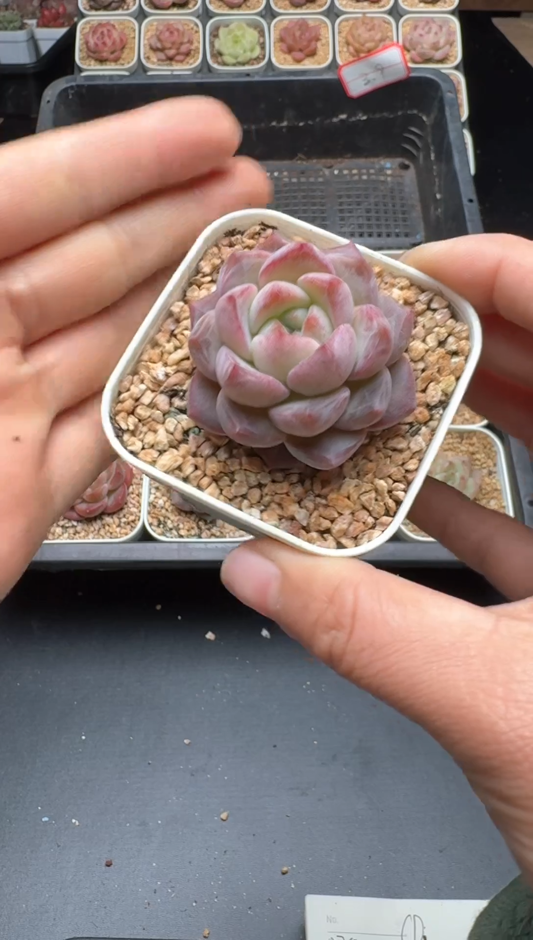 【闪购商品】029号 珍妮杂交多肉 花卉植物