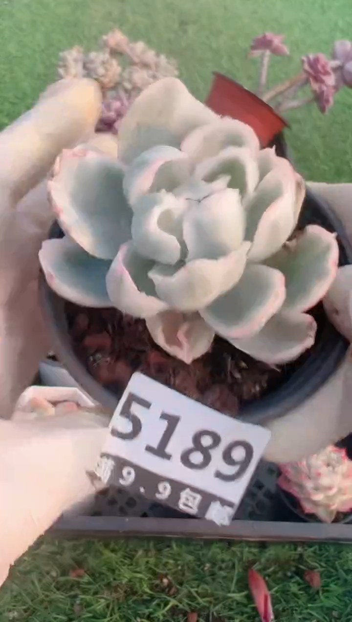 【闪购商品】信福多肉一物一拍