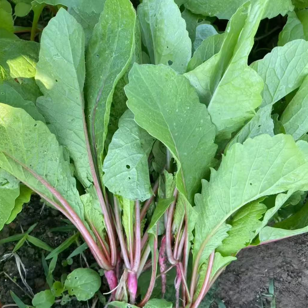 农家自种萝卜缨子蔬菜萝卜当季可蘸酱酸菜泡菜1-2斤杨花萝卜