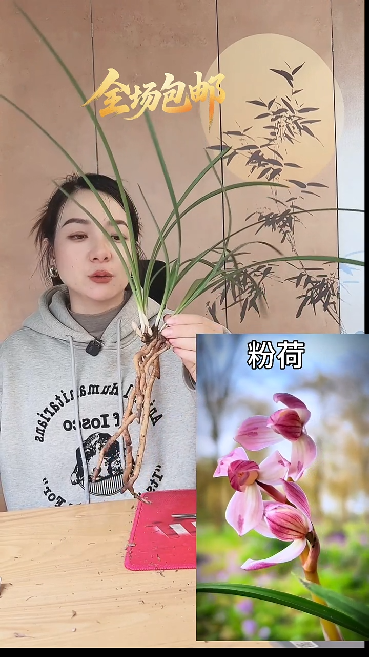 当前无花栽培后可以开花：粉荷