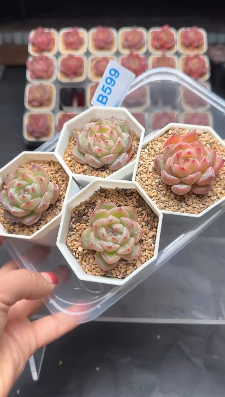 【闪购商品】599号一物一拍4-7cm包邮4颗