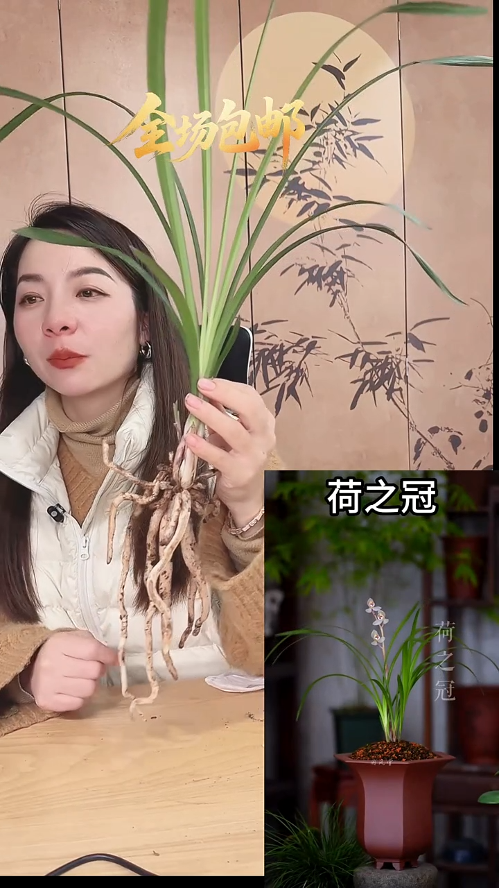 当前无花栽培后可以开花：荷之冠