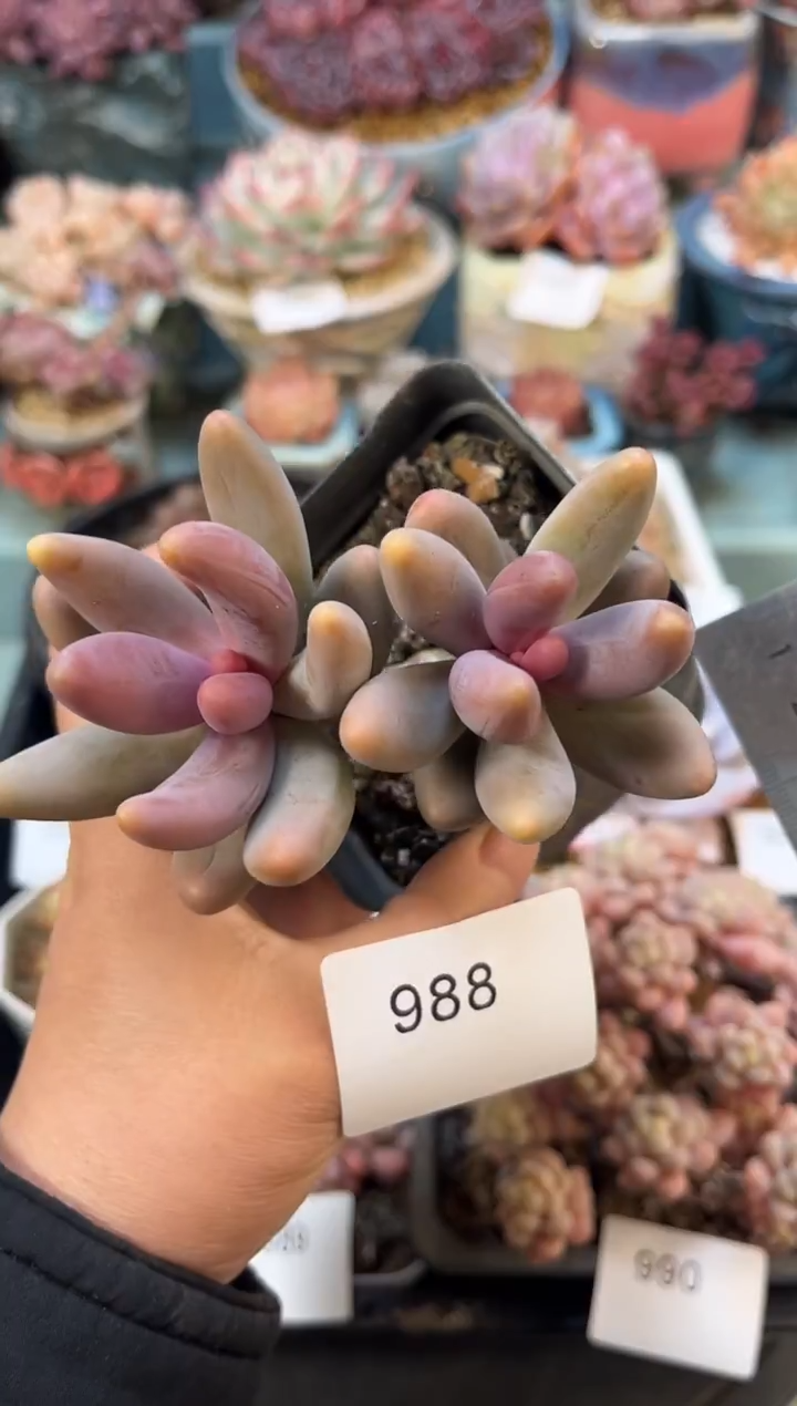 988双头红手指多肉