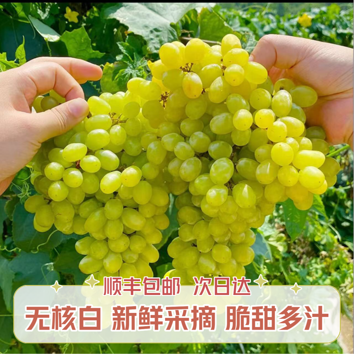 【顺丰包邮】4斤装 新疆吐鲁番 奶香无籽白 小蜜蜂葡萄 ll商超品质果脆甜多汁3t1新疆维吾尔自治区