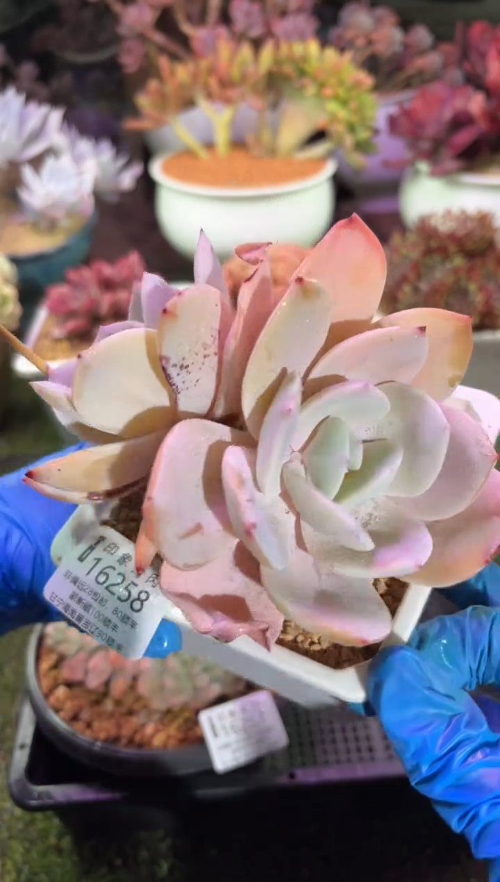 【闪购商品】16258