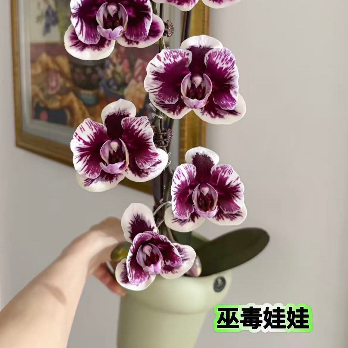 稀有巫独娃娃蝴蝶兰好看好养的观赏花卉带双花剑