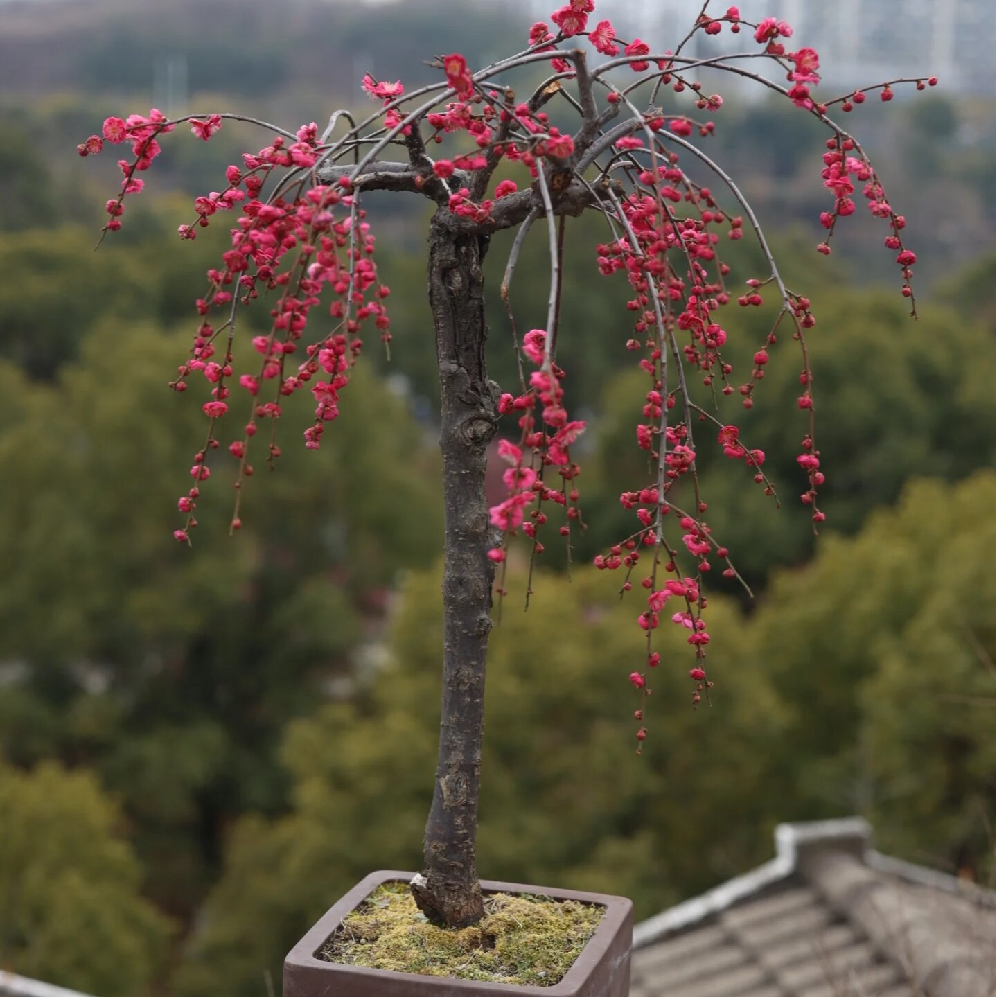 垂枝梅花，锦绣艳丽
