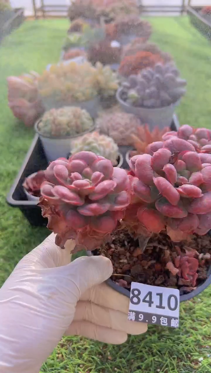 【闪购商品】信福多肉一物一拍