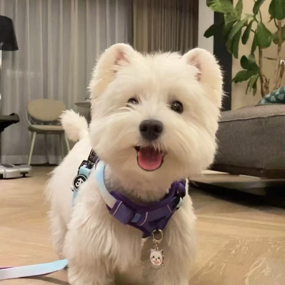 【浙江亿只西高地】西高地犬活体宠物狗狗