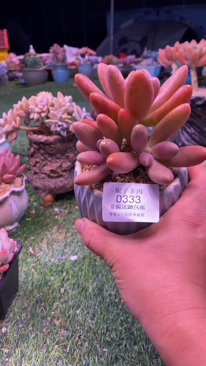 0333《满28包邮发货》