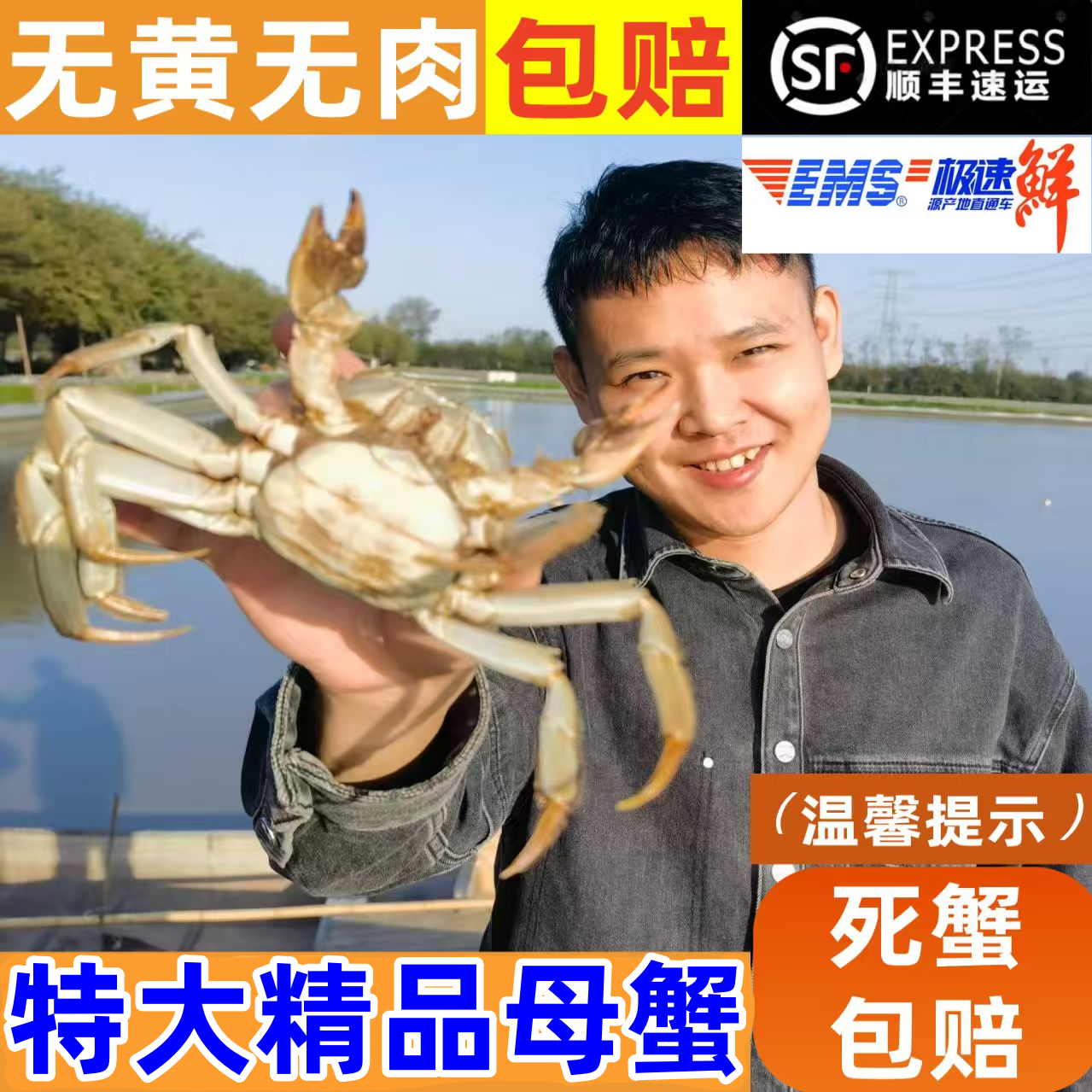 【活蟹】母蟹4.1-3.8两公蟹5.1-4.8两6/8/10只（精品蟹）金湖大闸蟹