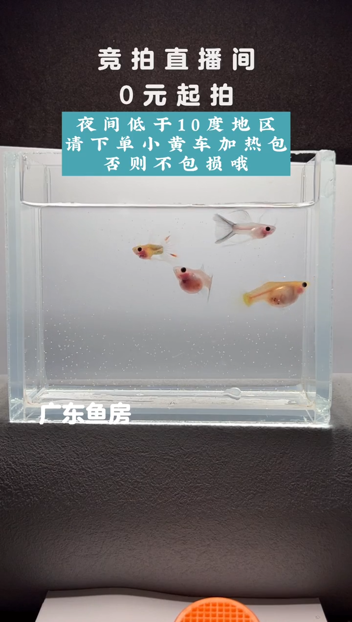 孔雀鱼两只带胎母鱼+2长公编号49