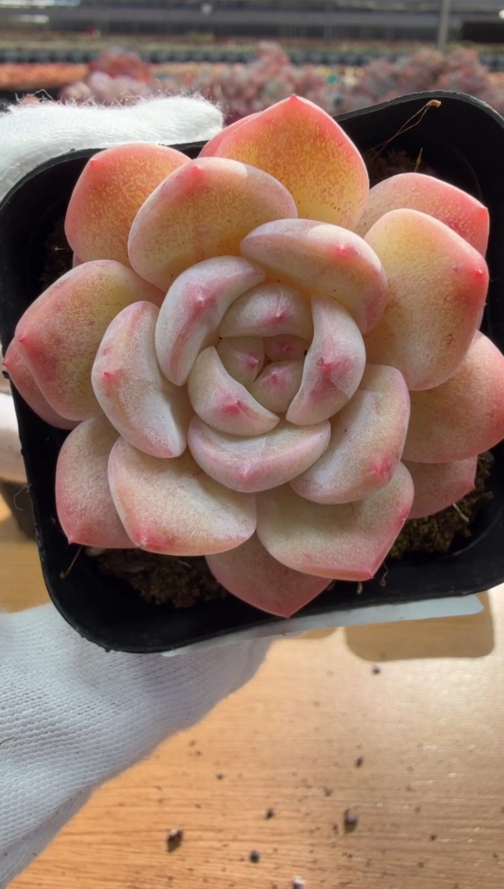 东云多肉园三店-40