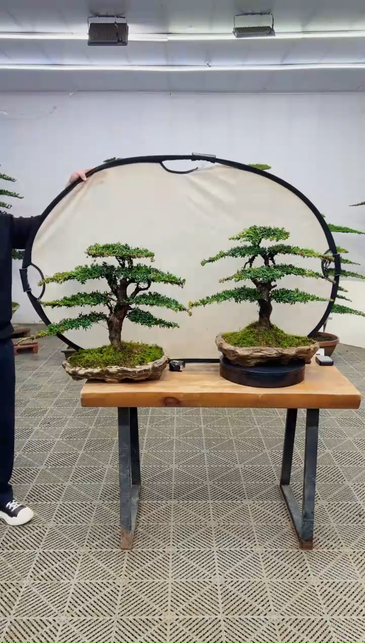 无花朵造型盆景一物一拍