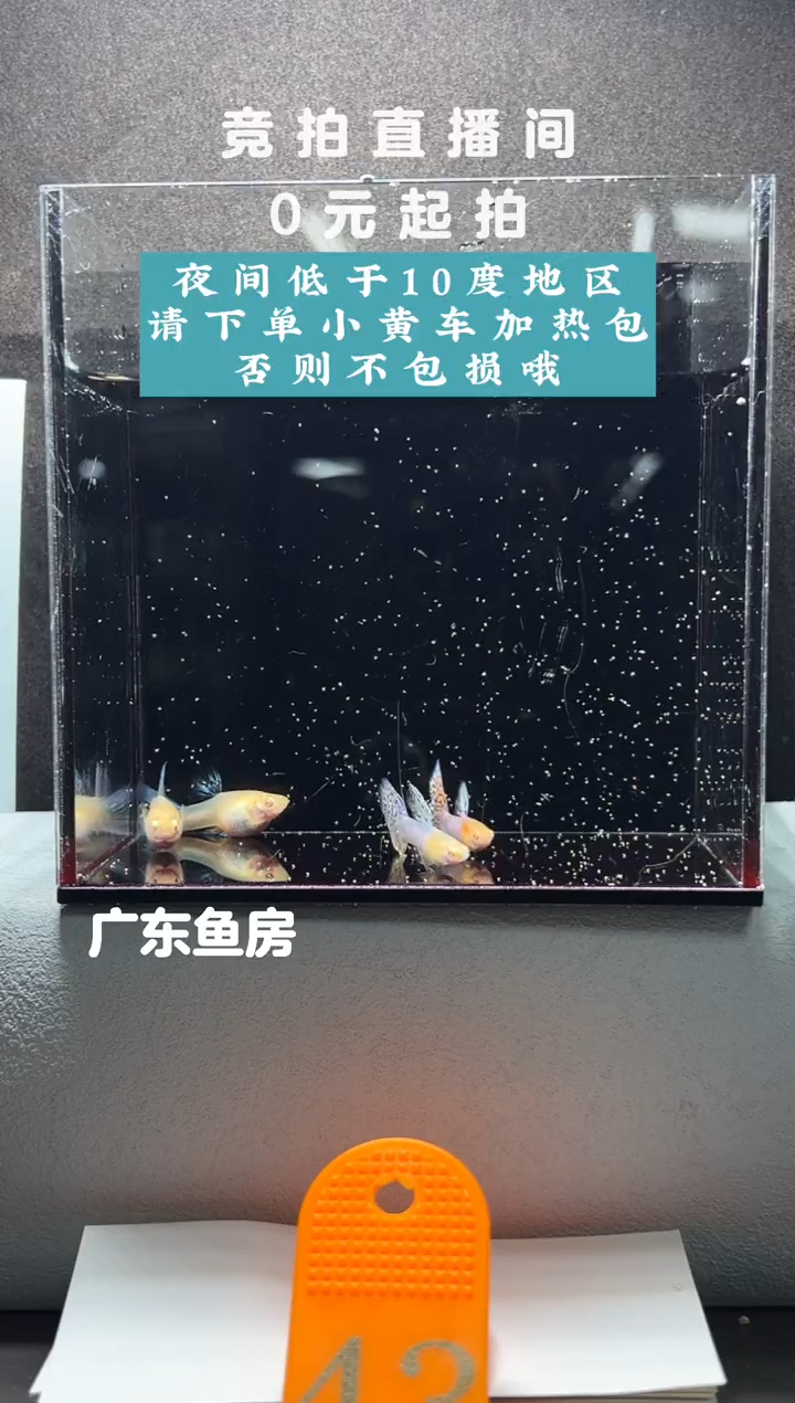 孔雀鱼彩虹草尾两对编号43