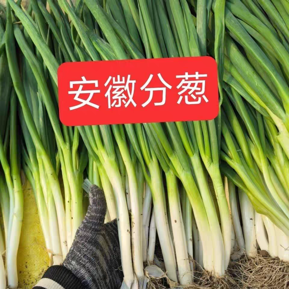 安徽分葱现挖现发，可吃可种植，新鲜清香蘸酱