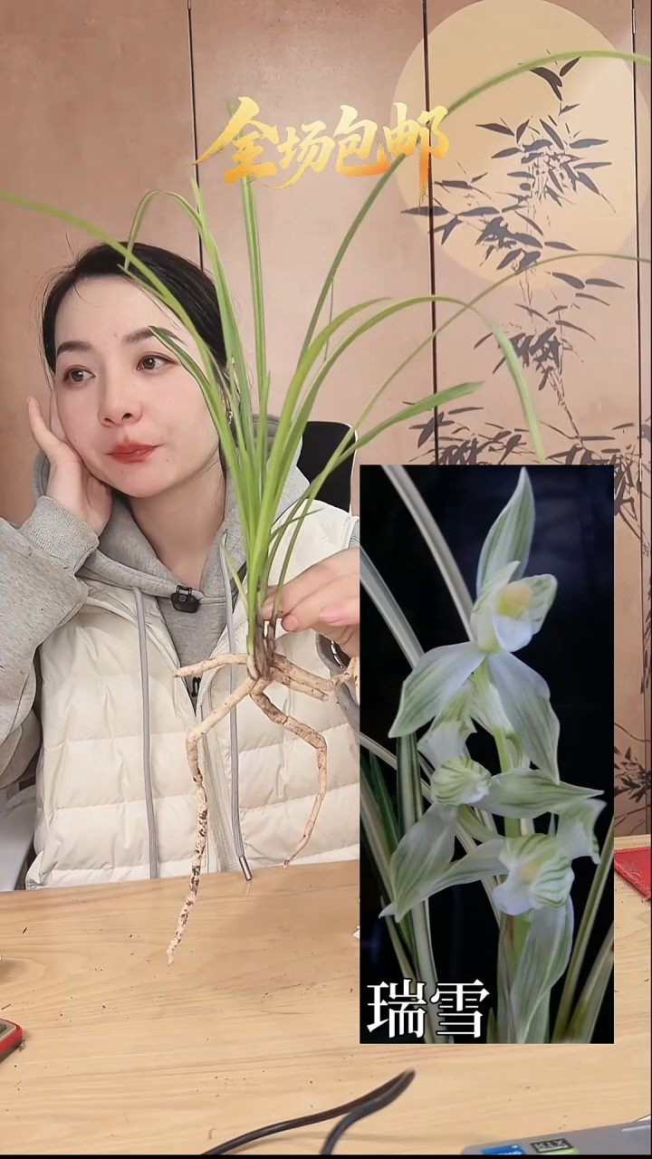 当前无花栽培后可以开花：瑞雪