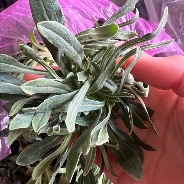 羊蹄子颗野生面条菜种籽大全秋冬季四季面条菜特色菜籽种野菜蔬菜