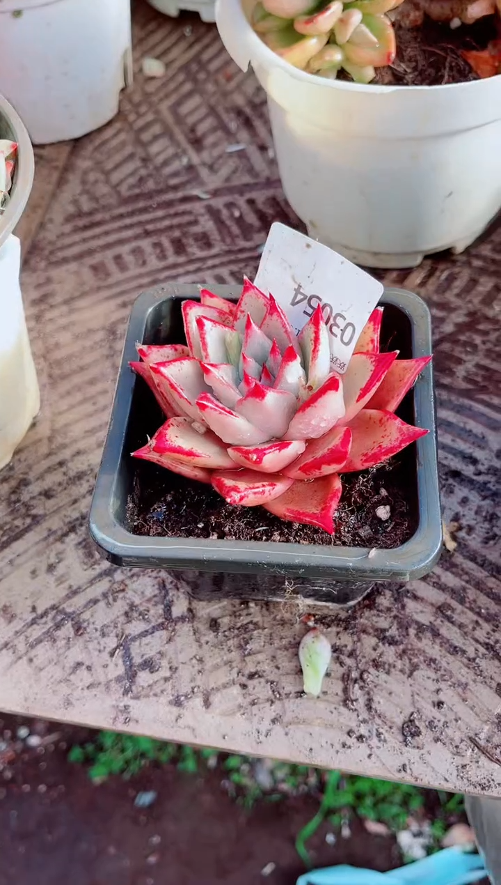 小*胡跃跃精品多肉03054