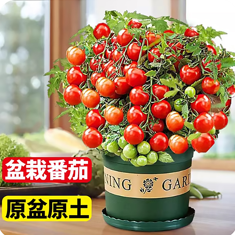 阳台盆栽矮生番茄苗带盆带土发货寿光苗场基地直发