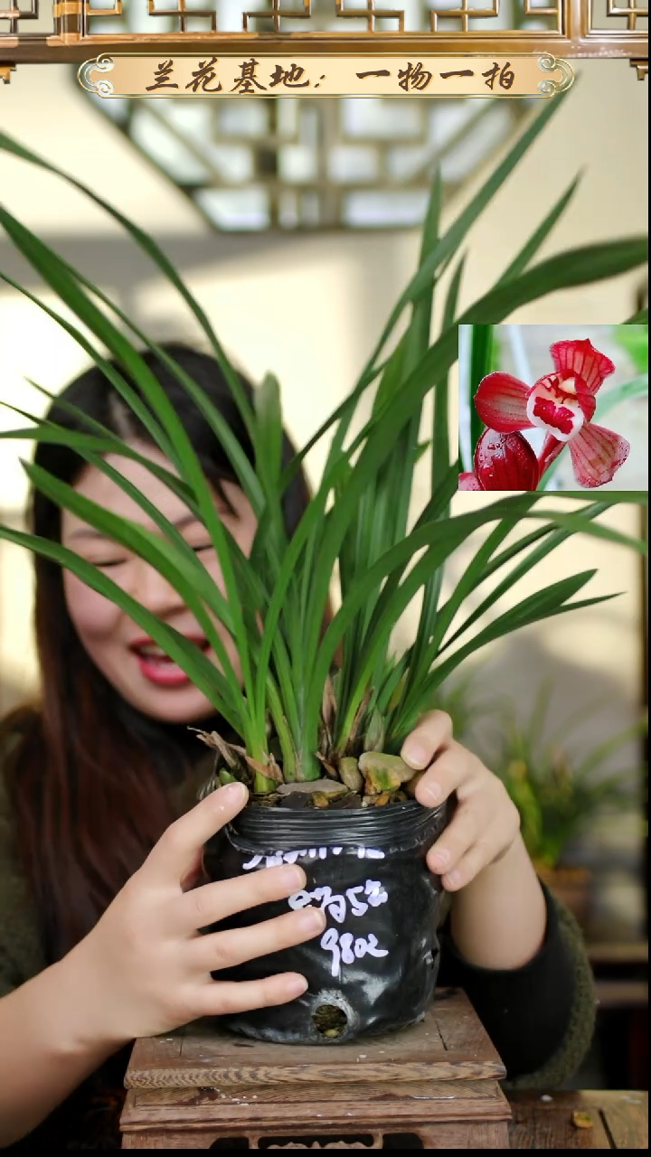 完全开放春剑红荷8苗5花苞