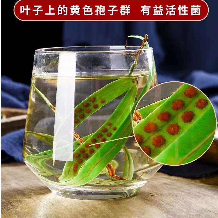 长白山深山小叶草手工采摘养煮茶泡水