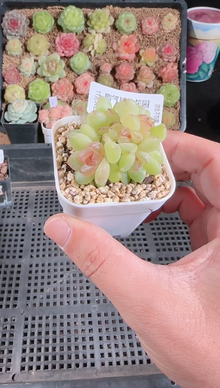 1130-393碧玺多肉群生不包整